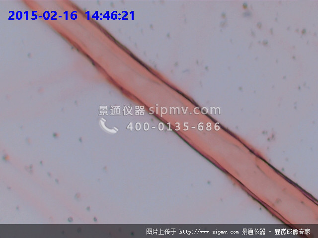 蝗蟲翅膀