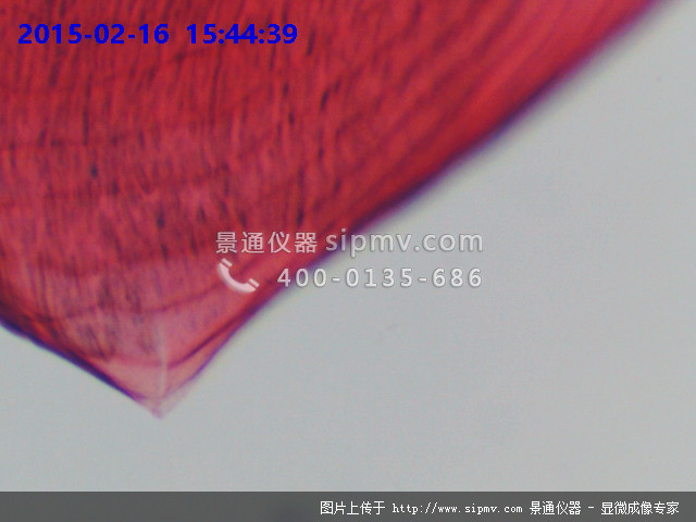 魚櫛狀鱗裝片