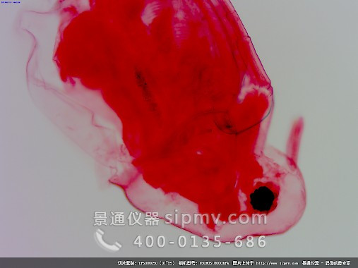 顯微鏡下的水蚤裝片