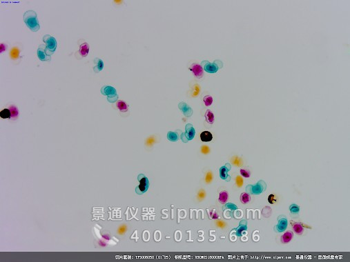 顯微鏡下的松成熟花粉裝片