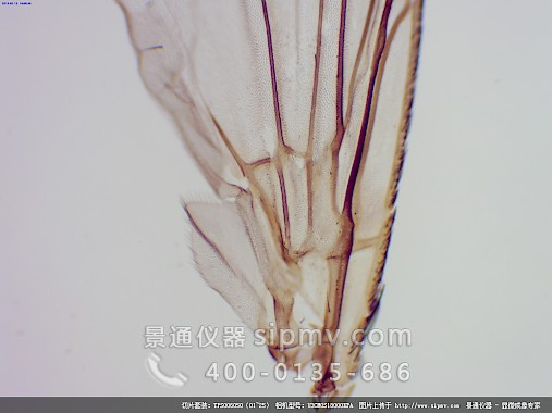 顯微鏡下的家蠅翅膀裝片