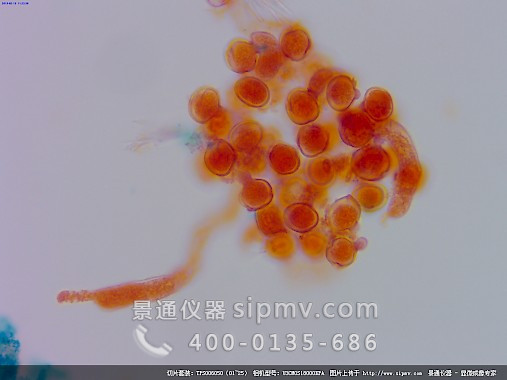 顯微鏡下的花粉萌發(fā)裝片