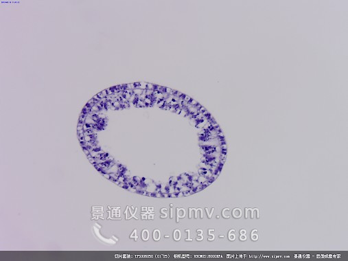 顯微鏡下的水螅橫切