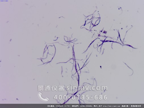 顯微鏡下的平滑肌分離裝片