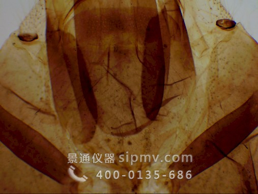 顯微鏡下的蜜蜂口器裝片