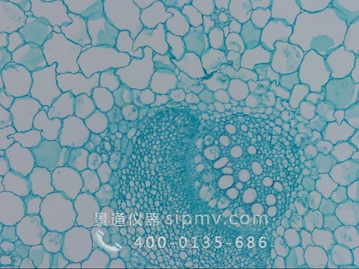 顯微鏡下的芹菜葉柄