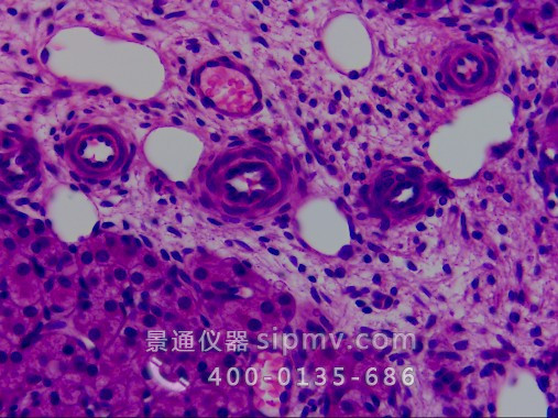 顯微鏡下的卵巢切片