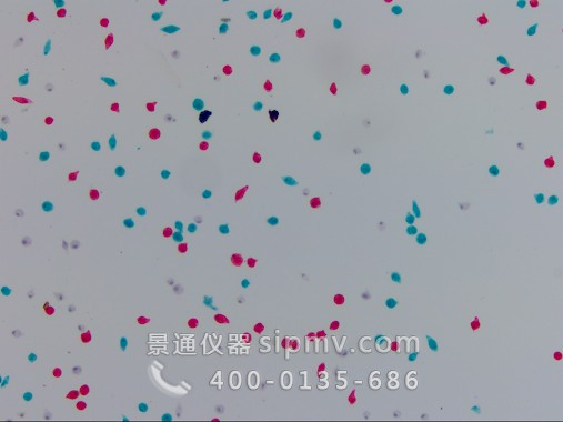 顯微鏡下的眼蟲