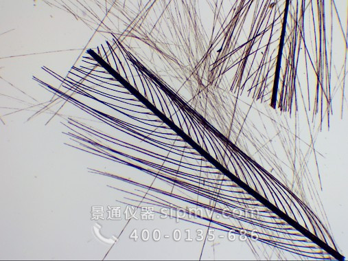 顯微鏡下的鳥羽裝片