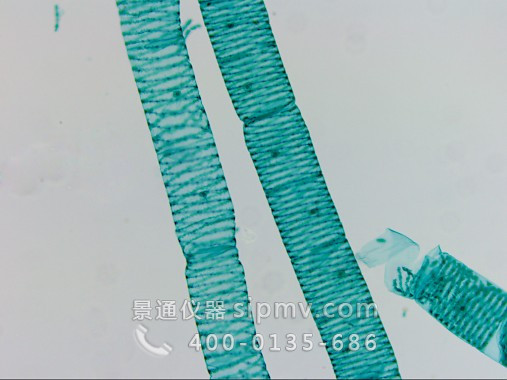 顯微鏡下的水綿裝片