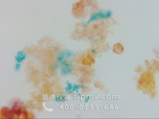 顯微鏡下的花粉萌發(fā)裝片