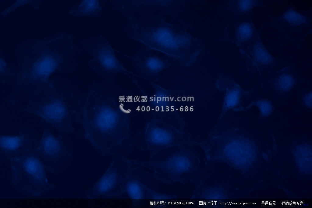 E3CMOS06300KPA捕獲的藍(lán)色熒光圖像