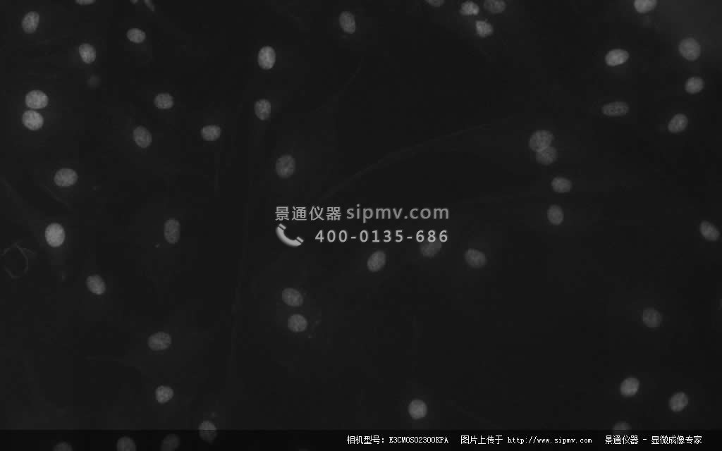 E3CMOS02300KPA捕獲的藍(lán)色熒光圖像