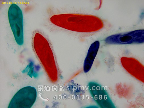 顯微鏡下的